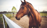 Horse Box Batteries